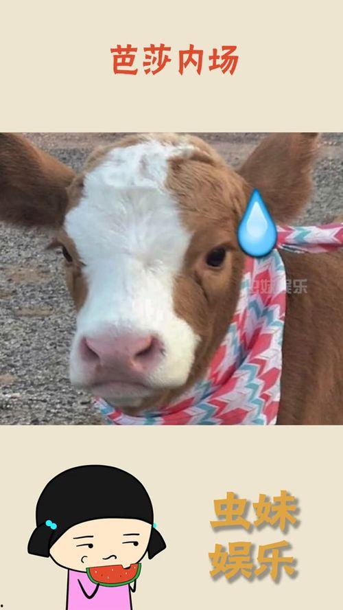 娱乐吃瓜酱喂西瓜  第1张
